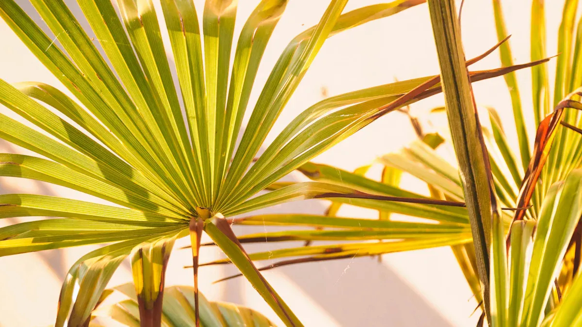 Manganese for Palm Trees Manganese for Palm Trees