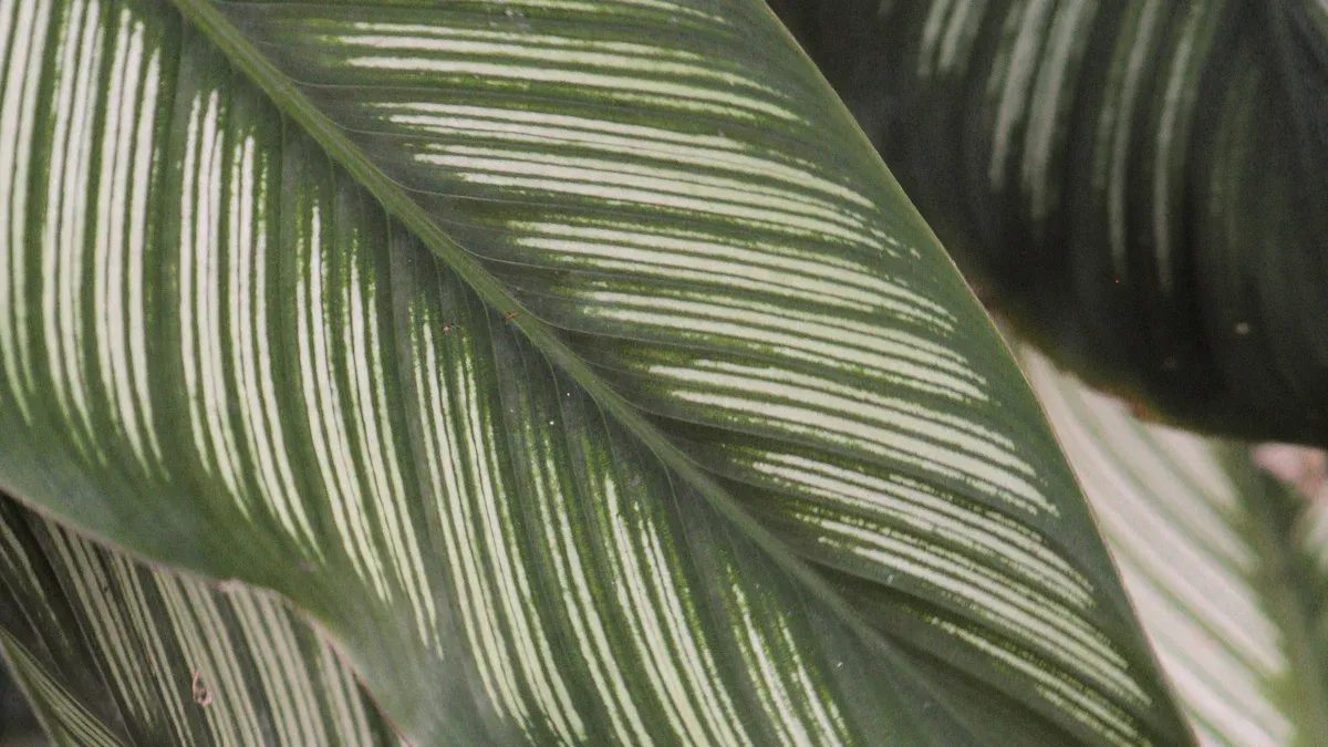 Role of Manganese in Plants