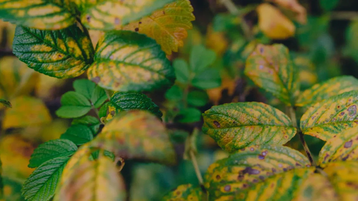 Roles of Manganese in Plants Roles of Manganese in Plants