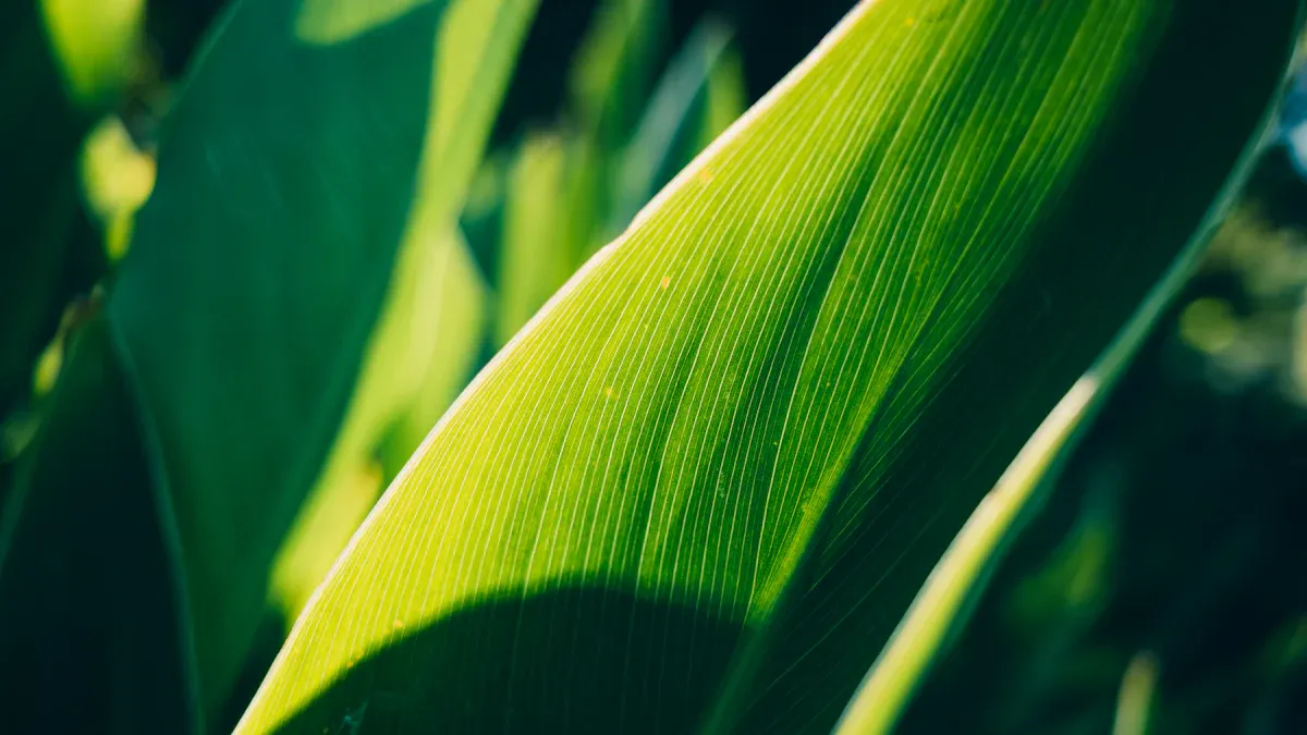 Manganese Deficiency Signs